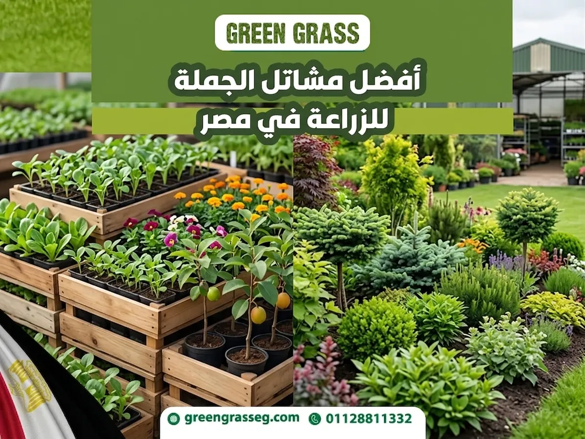مشاتل جملة